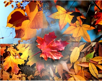 Autumn Leaves Blended Collage